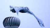 Rare snowy owl that drew flocks of bird-watchers disappears from Cypress neighborhood