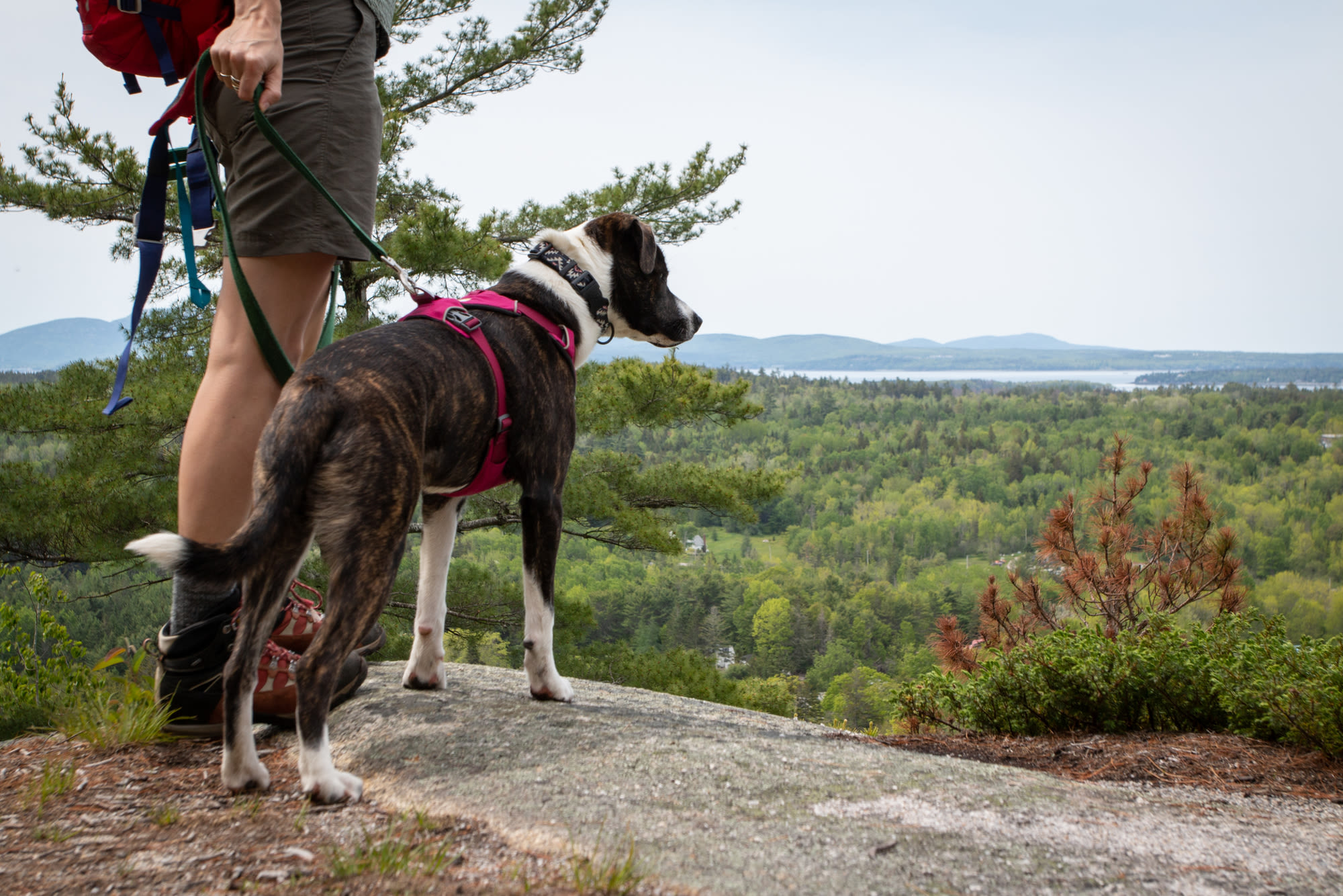 11 easy Maine hikes that are perfect for spring