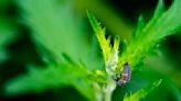 Germany Counting Insects Photo Gallery