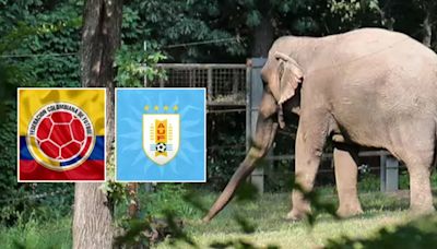 Elefante de Pereira predijo quién ganará la final de la Copa América entre Colombia y Argentina