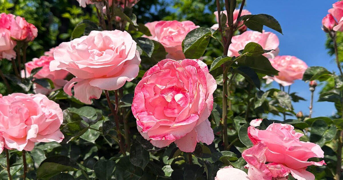 Roses will produce 'spectacular' blooms with one easy change