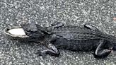 Alligator in Florida Pictured with Top Half of Its Jaw Missing: 'Very Shocking'