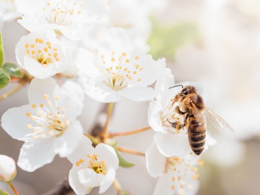 為什麼安潔莉娜裘莉關注養蜂？保育蜜蜂為什麼重要？ | 蕃新聞