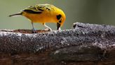 Cali, un paraíso para los amantes de las aves en el suroeste de Colombia