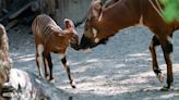 Zoo Babies Month happening at the Cincinnati Zoo