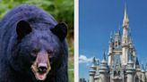 Oso invade Disney World y provoca el cierre de varias atracciones