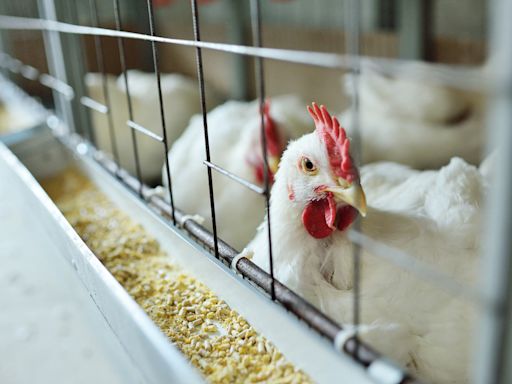 4th human bird flu case confirmed in US: What are the symptoms?