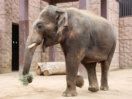 Denver Zoo welcomes new elephant from Houston Zoo to bachelor herd