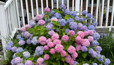 What determines hydrangea colors? Here's why you can have multiple colors on same plant