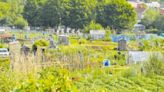 Allotments are the new members’ clubs