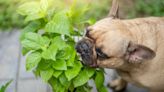 How to Keep Your Pets Safe From Toxic Plants