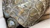 Recuperan una tortuga protegida en una piscina de Bixquert