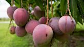 Mango season is taking shape with tropical flavor in South Florida