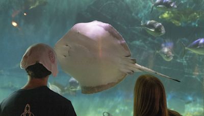 Newport Aquarium will kick off fall with giant, glowing, underwater octopus made of pumpkins