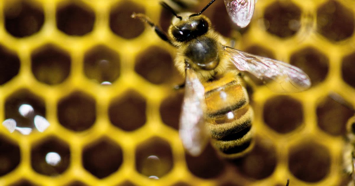 Vermont governor vetoes bill to restrict pesticide that is toxic to bees, saying it’s anti-farmer