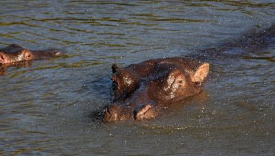 Trotting hippos can become airborne, scientists say