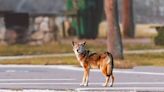 Westport police warn of coyote attacks on dogs, offer tips to keep pets safe