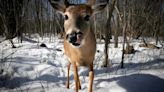 Bancroft hunters fined for using falsified deer tags