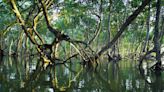 Mangrove blue carbon at higher risk of microplastic pollution