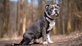 Staffordshire Bull Terriers Are the Most-Stolen Dog in London, Police Data Reveals