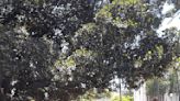 Balboa Park Tours: Fig Trees and Stranglers of Balboa Park