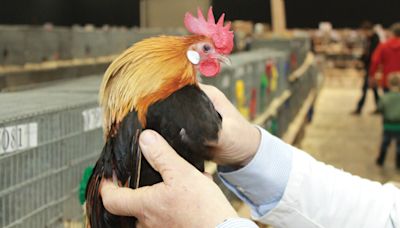 Royal Welsh sees return of poultry after bird flu ban - Farmers Weekly