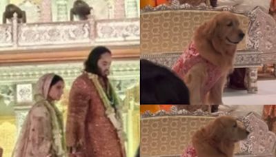 Anant Ambani's Pet Dog Steals The Show At Wedding In Adorable 'Sherwani'; Video Goes Viral | Watch - News18