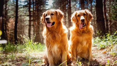 Golden Retrievers Cooling Off at Colorado Farmer's Market Give New Meaning to 'On the Rocks'