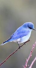 A cute little blue bird - About Wild Animals