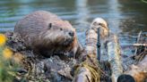 Campbell Co. to get $10,000 in flooding relief due to years-long battle with beavers in White Oak community