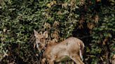 White-tailed deer love the suburbs. This study is tracking them in Triangle backyards.