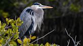 Birds and their fest flock back to Space Coast, a sign of a healing lagoon