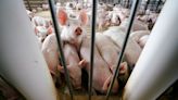 Sabah allows import of pork to meet festive demands