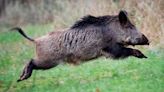 Saskatchewan puts moratorium on wild boar farms, toughens regulations | Globalnews.ca