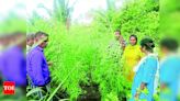 Siddha practitioner and son arrested for growing cannabis | Coimbatore News - Times of India