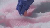 What is pink snow? Researchers work to answer your pink snow questions