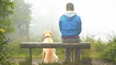 Monsoon pet travel guide: hikes, tips and essentials | Mint