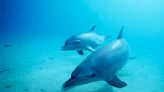 Dolphins use signature whistles to represent other dolphins – similarly to how humans use names