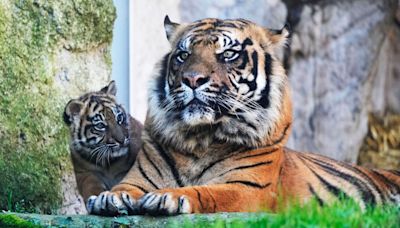 Suspected bird flu kills 47 tigers in Vietnam zoos