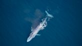 Blue whales are "canaries" for microplastic consumption, study finds