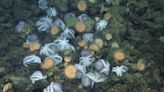 Jardín de pulpos revela increíbles secretos de la profundidad del mar