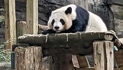 The last pandas at any US zoo are expected to leave Atlanta for China this fall