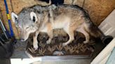 No charges in killing of gray wolf in Calhoun County. Experts stumped about how it got there.