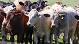 Second US worker infected with cow-linked bird flu