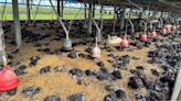 雲林縣土雞場確診H5N1 撲殺7505隻土雞