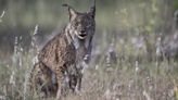 Mueren atropellados dos machos de lince ibérico en una carretera de Sevilla