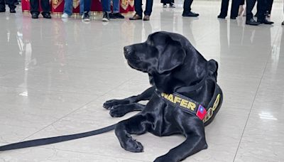 台灣首隻「電子產品偵測犬」立大功 51億洗錢機房被牠一聞秒抄了