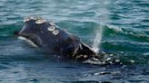 Feds: Vanishing right whale must remain on endangered list