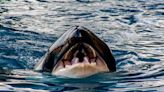 Killer whale gang led by White Gladis sinks ANOTHER yacht in Gibraltar
