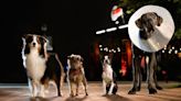 Meet the Strays cast: who voices the dogs in the Will Ferrell comedy